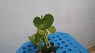 Hydrocotyle verticillata aquarium plant  Tamil explanation [upl. by Nnylimaj]