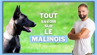 Infos race de chien Malinois  caractère éducation comportement santé du chien de race Malinois [upl. by Yelrihs]