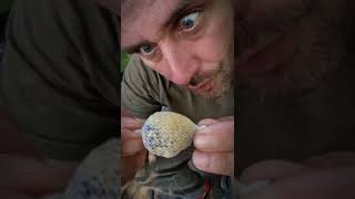 how to catch 10kg  carp carpfishing fishing rybareni boilies pirkobaits kaprarina lovkapra [upl. by Amedeo]