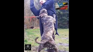 Presa Canario 2022  A’ Palma de la Arena  AVD Working Dogs [upl. by Leong825]