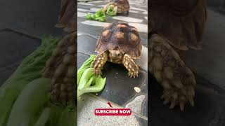 the most favorite lettuce is sulcata sulcata sulcatatortoise animals [upl. by Adiaroz]