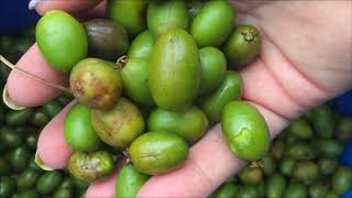 Harvesting Gold Saw Palmetto Berries or Bust [upl. by Leonard835]