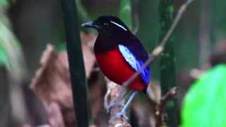 Birds of Sepilok  Rainforest birds of Sabah [upl. by Ailil]