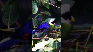 quotTuraco TimeLapse Watch the Daily Life of These Stunning Birdsquot🐦 ❤️ 🐦 [upl. by Bonucci]