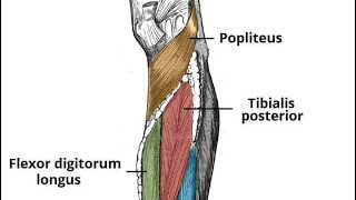 popliteus muscle and deep compartment of leg دخالد البكوش part2 [upl. by Auka]