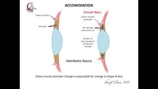 Anatomy Zonule [upl. by Seely]