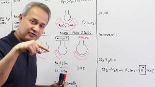 Ventilation Perfusion Ratio [upl. by Euginom355]