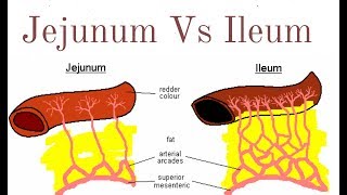 Jejunum and ileum [upl. by Yrrag485]