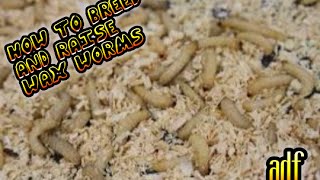 Quick Tip How to Breed and Raise Wax Worms for Fishing [upl. by Guria565]