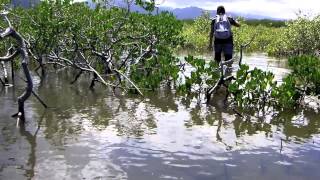 Coeur de Voh Mangroves [upl. by Edmead785]