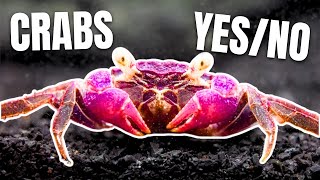 Here Are 15 Freshwater Crabs YOU Can Keep [upl. by Norina]