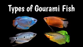 Top 18 Most beautiful Gourami Fish Varieties  அழகான கெளராமி மீன் வகைகள் 1 ShanAquarium [upl. by Kcirdehs]