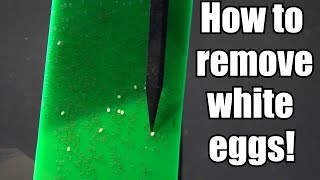 Day 3 Removing white eggs [upl. by Ed449]