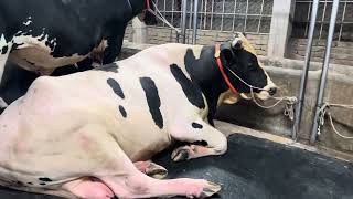 Biggest Holstein friesian bulls in Bangladesh  big size Australian cow  cattle farm  cow videos [upl. by Laen]