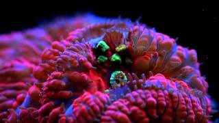 Coral Frenzy LPS Pellet Food [upl. by Melak]