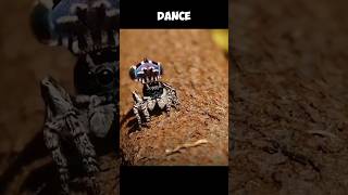 The Unique Dance Of Peacock Spider  Mate Or DEATH 😨 [upl. by Rinee]