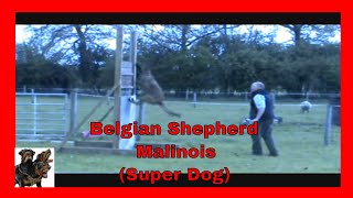 Belgian Shepherd Malinois  super dog [upl. by Lund]