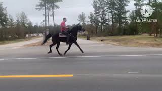 3 yr old half standardbred half twh Stallion 3 weeks into training owned by Shawn Hancock [upl. by Halvaard]