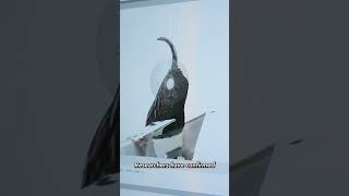 3D Modeling The Smallest Birds in the World [upl. by Jaunita]