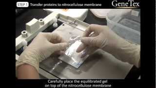 Western Blot  SemiDry transfer Video from GeneTex [upl. by Yht]