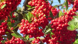 トキワサンザシピラカンサ）FirethornPyracantha coccineaばら科 [upl. by Rob388]