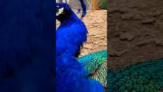 Peacock Beautiful Closeup youtubeshorts viral youtube [upl. by Arebma]