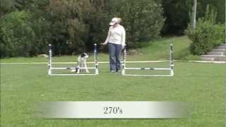 Jump practice patterns  Agility Dog Training [upl. by Amitarp309]