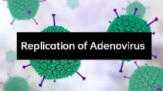 Replication of Adenovirus II Adenovirus Replication [upl. by Atikahs]