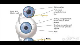 Miosis amp Mydriasis 1 [upl. by Eblehs]