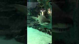 Shark at Tropicarium Kolmården [upl. by Fawna]