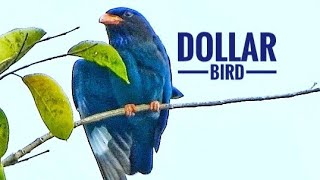 Oriental Dollarbird Dollar Roller Eurystomus orientalis Coraciidae Dark Roller [upl. by Larcher908]