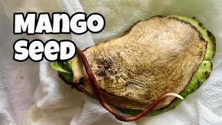 Growing Mango From Seed  Germination To Week 9 [upl. by Christmas]