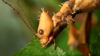 Spiny Leaf Insect  Extatosoma tiaratum  Adult female [upl. by Giffy]