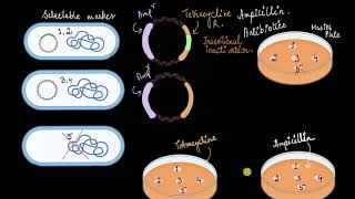 Insertional inactivation two antibiotic selectable markers  Biotechnology  Khan Academy [upl. by Senecal]