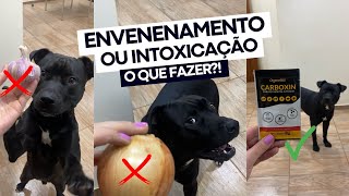 Cachorro envenenado ou intoxicado o que fazer 😥 Carvão Ativado Organnact Carboxin [upl. by Helbonna287]