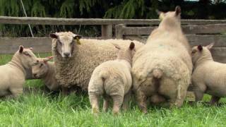 Charollais Sheep Genetics in a Suffolk Stud [upl. by Sucitivel]