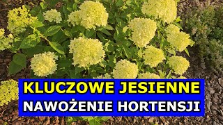 Kluczowe Jesienne Nawożenie Hortensji Bukietowej Ogrodowej  Jak nawozić Hortensje Uprawa Hortensji [upl. by Swiercz]