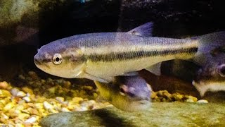 Native Fish Care Creek Chub [upl. by Jareb]