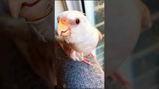 Cockatiel singing cockatielsinging cockatiel parrot shorts [upl. by Cairns]