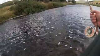 River Clyde 51lb Brown Trout [upl. by Silado696]