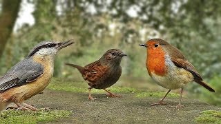 Vidéos Pour Les Chats à Surveiller  Petits Oiseaux [upl. by Aihtiekal]