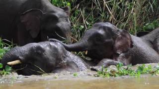 Encounters with Pygmy Elephants in Borneo  Kinabatangan River [upl. by Llemij]