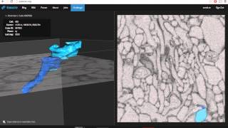 Merger Misalignment Tutorial in EyeWIre [upl. by Erv]