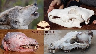 HOW TO CLEAN WOLF SKULL [upl. by Ayenet576]