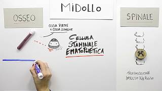 CiSiAMo il trapianto e la donazione di midollo osseo [upl. by Studley]