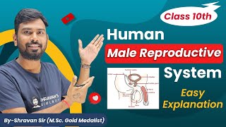 Human Male Reproductive System  Class10  How Do Organisms Reproduce [upl. by Aileek733]