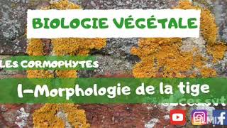 Les cormophytes  Morphologie de la tige  شرح بالدارجة [upl. by Anived]