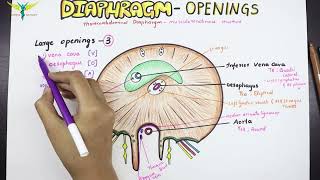 Diaphragm  Anatomy  Openings and Structures passing [upl. by Fronia649]