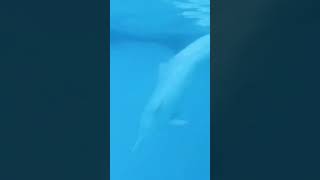 Chinese White Dolphin at Chimelong Ocean Kingdom\長隆海洋王國的中華白海豚 dolphin [upl. by Accire]