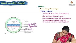 Second week of Development  Embryology Lectures [upl. by Charles]